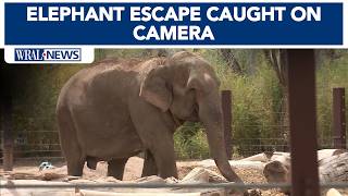 Caught On Camera Alice The Elephant Escapes