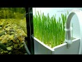 Живой задний фон аквариуму из пшеницы/Live Wheat Aquarium Background