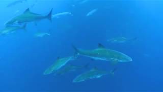 Pole Spear Cobia