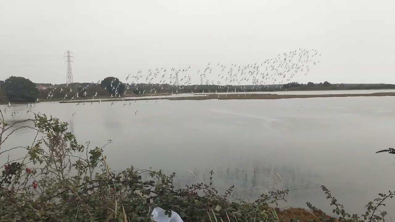 Godwits dancing on the river at Cattawade. 🤓