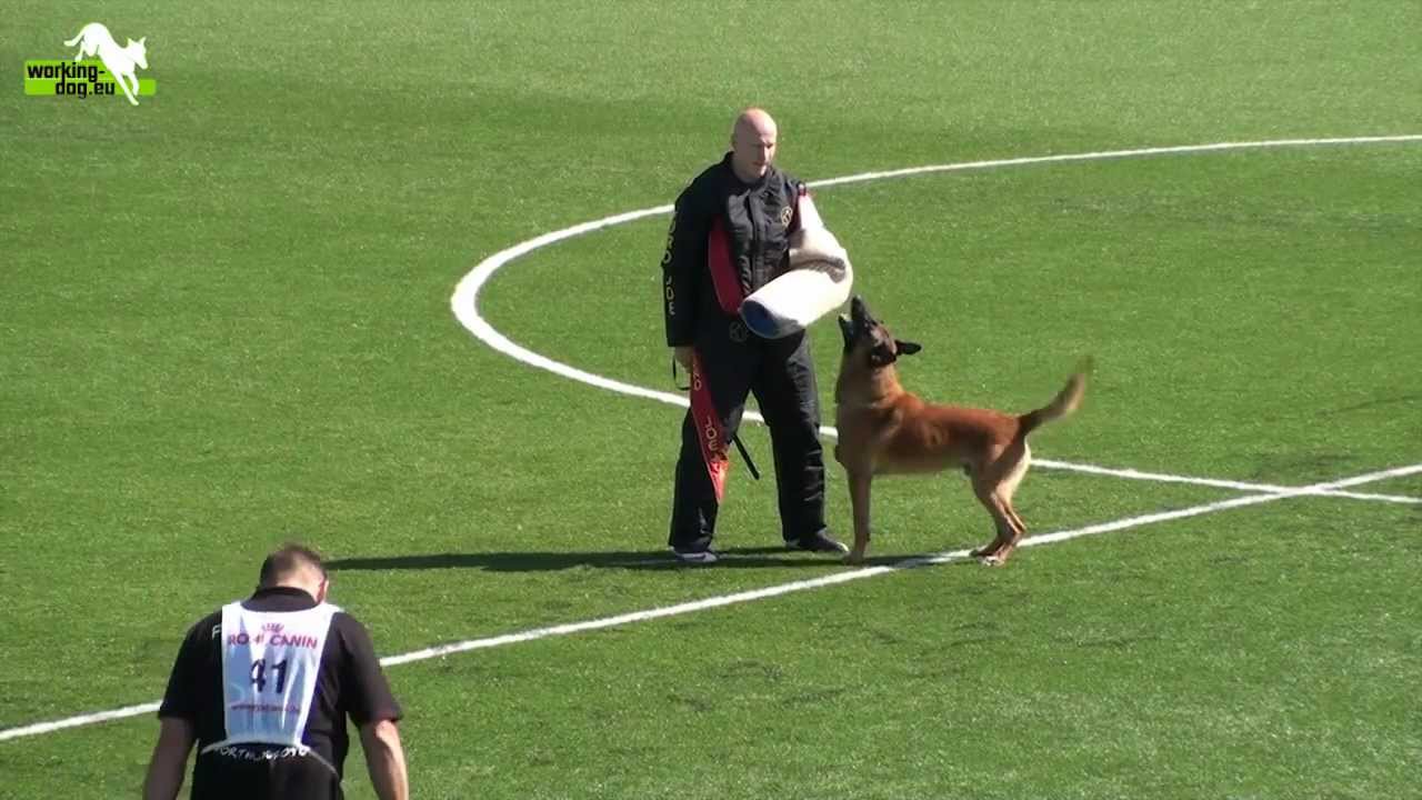 Cayman vom Adlerauge FMBB 2011