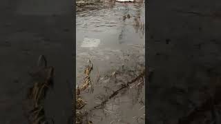 Grizzly 700 In Swamp