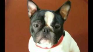 French Bulldog Playing Pool.