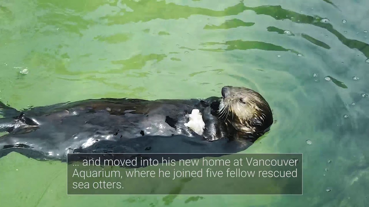 Sea Otter Pup Hardy, 1 year on! | Vancouver Aquarium