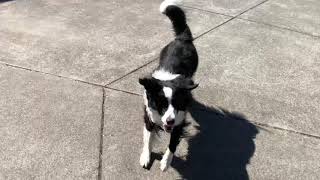 Tips for recall training your dog by Benji Border Collie 21 views 5 years ago 3 minutes, 40 seconds