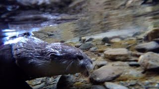The trip to the best river in Japan has just began [Otter life Day 186] 日本一の川を巡る旅が始まる!