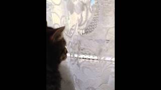 Silly cat talking by chickybumble 71 views 11 years ago 1 minute, 17 seconds