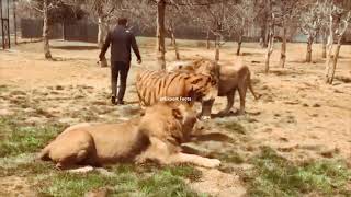 Lion Vs Siberian Tiger Size Comparison -Alcyone Vs Ilanga- Shoulder Height Comparison