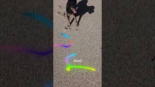 Pawfect Friends: Join Doggy's Quest
