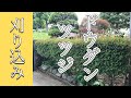 見れば刈込みの仕方が変わる⁉︎ドウダンツツジの刈込み剪定(字幕対応)