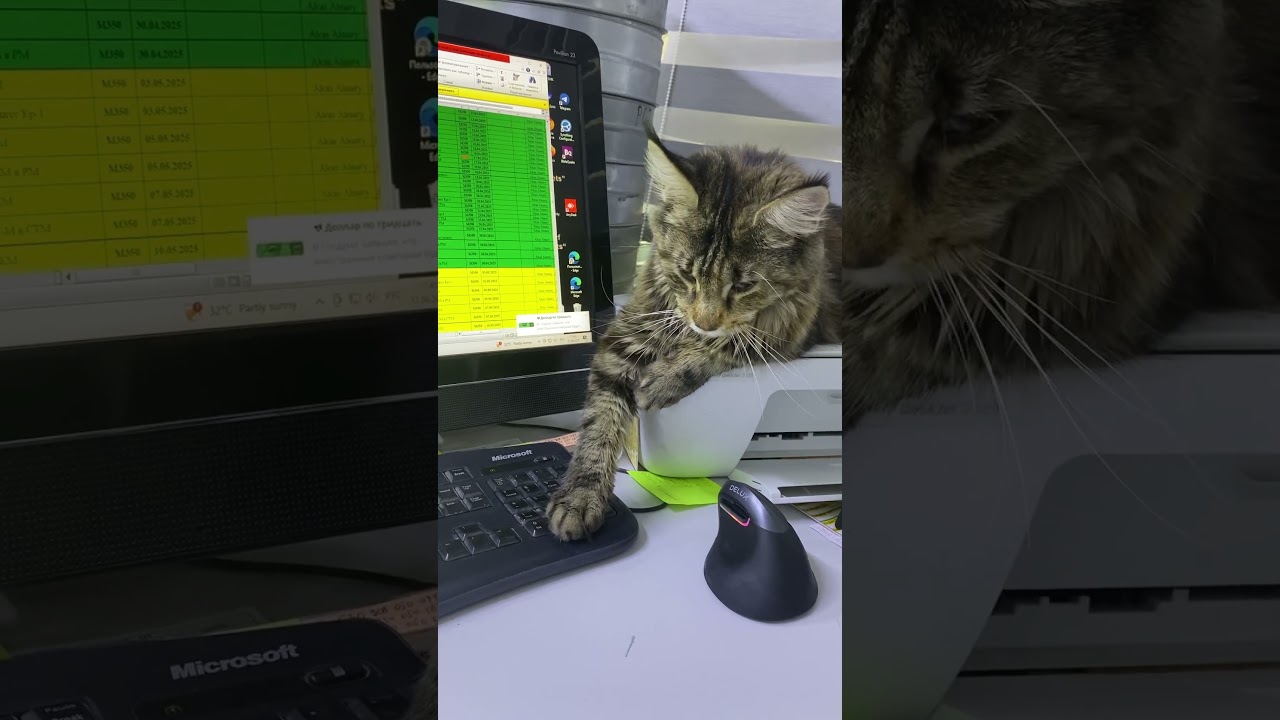 IT-paws at work 