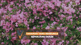 Tanaman yang Berbunga Sepanjang Tahun