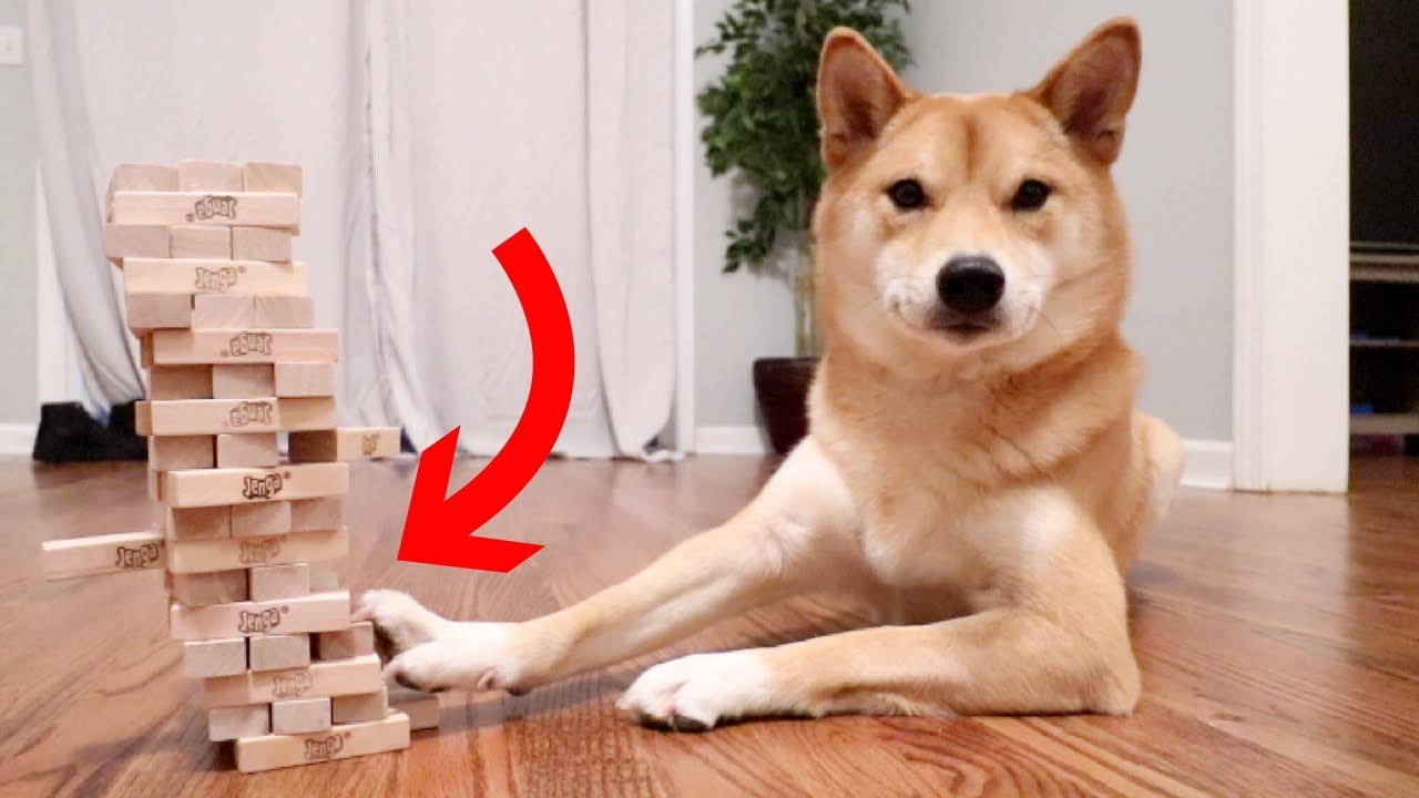 dog playing jenga