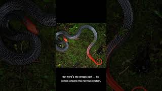 Celebrity Red  headed krait Profile