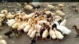 تربية البط فى المزارع المفتوحة Ducks in farm