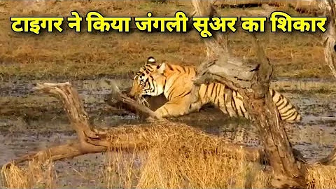 Tiger Killed Wild Boar in Zone 3 of Ranthambore