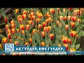 Жетісу облысының тұрғыны 30 мың түп қызғалдақ өсірді Жетісу облысының тұрғыны 30 мың түп қызғалдақ өсірді