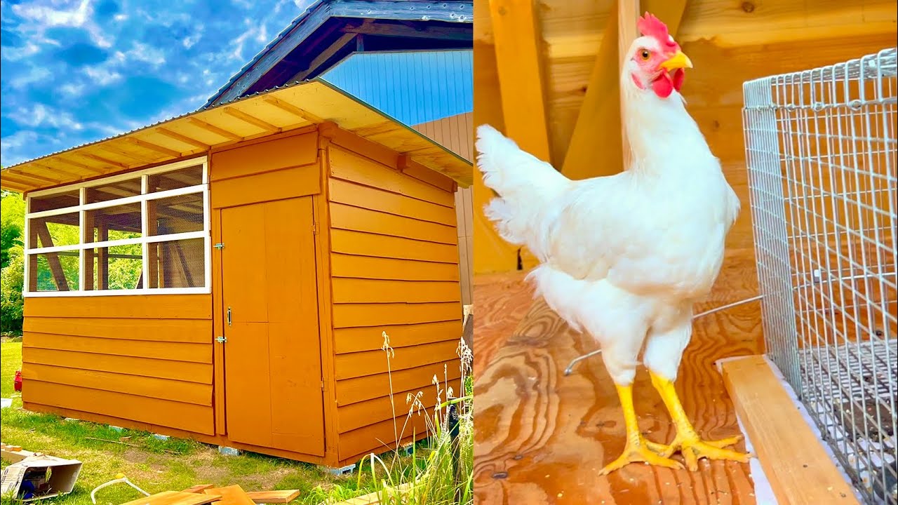 Выпуск цыплят в самодельный сарай