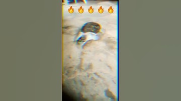 😍 Beautiful turtle 😍 [ Soft Shell Turtle 🐢 ] #shorts #youtubeshorts #turtle #animals #lovelypets