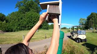 S08E24 We found 70 eggs. || Week 6 | Blue Birds, Tree Swallows and Purple Martins