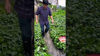 Bamboo Fishing Trap in Small Village Stream 🐟😳🔥 | Crazy Fish Catch #fishing #villagefishing #shorts