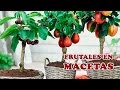 7 Cuidados Clave para Cultivar Ãrboles Frutales en Maceta