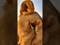 My GoPro Hero catching the Lion King. #animalshorts #gopro #lion