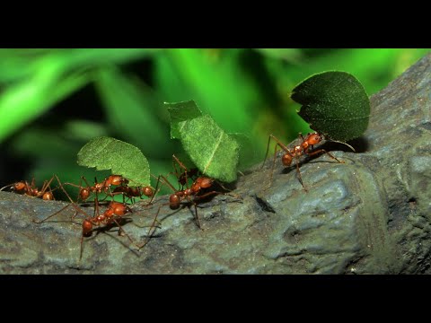 Video: Ir Pamanīta Visu Kukaiņu Masveida Izzušana Pasaulē - Alternatīvs Skats