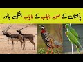 Wildlife of punjab  beautiful wild animals and birds found in punjab  wildlife of pakistan