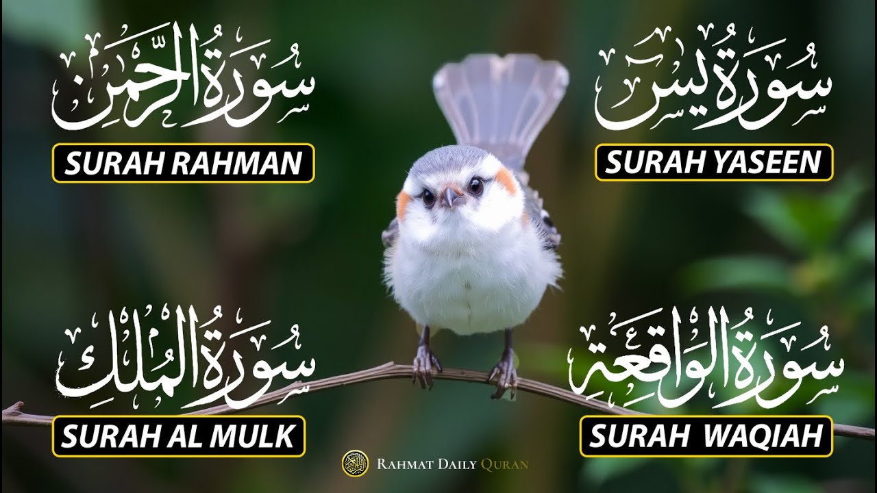 Beautiful Surah Yaseen (Yasin) | Surah Rahman | Surah Waqiah | Surah Mulk |