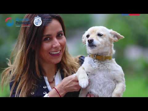 Video: La Encuesta PetMD Revela Que Los Dueños De Mascotas Malinterpretan Las Dietas Prescritas