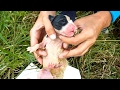 We Went to Rescue Newborn Puppies But Never Expected This | Howl Of A Dog Rescue