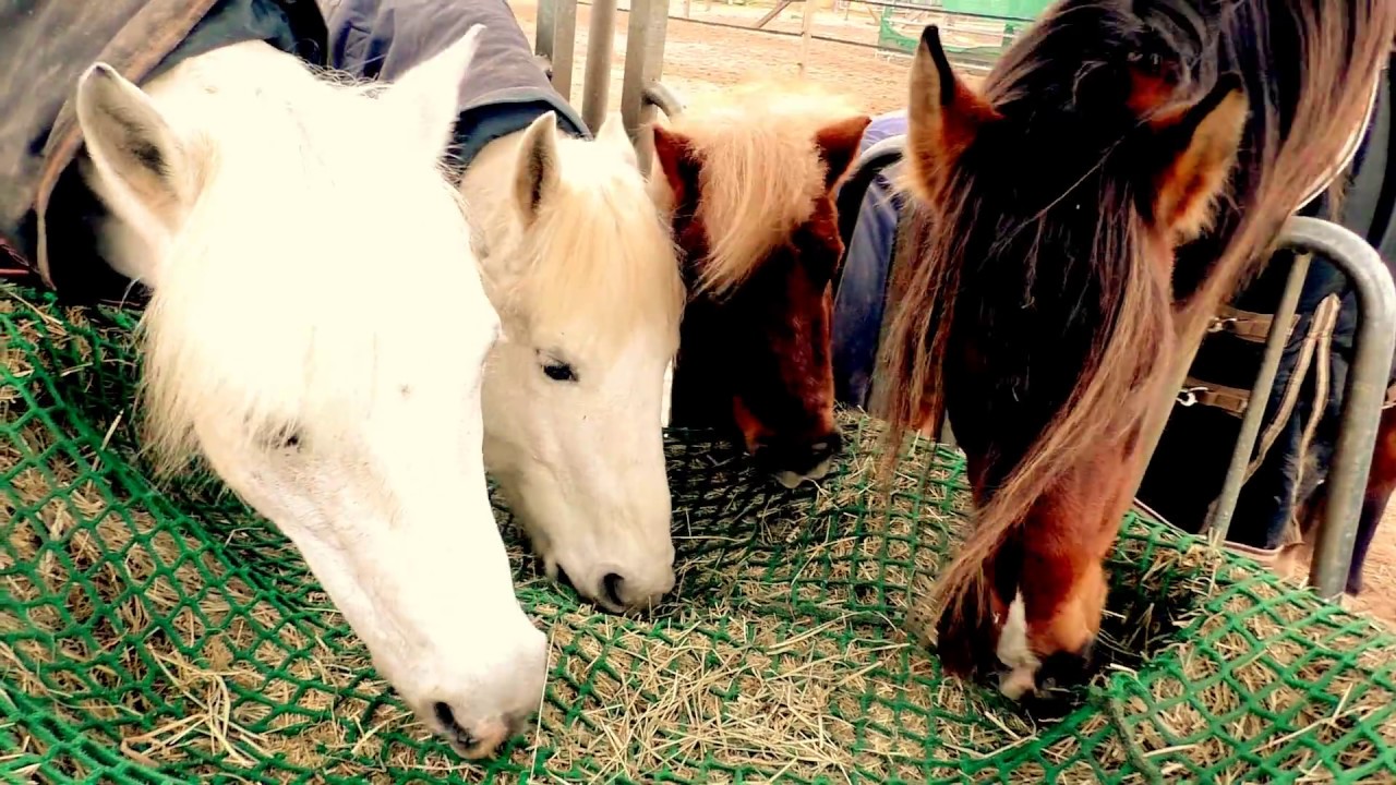 Pferdchen an der Heuraufe - 20170207