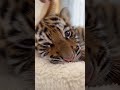 Adorable Baby Tiger Spa Grooming