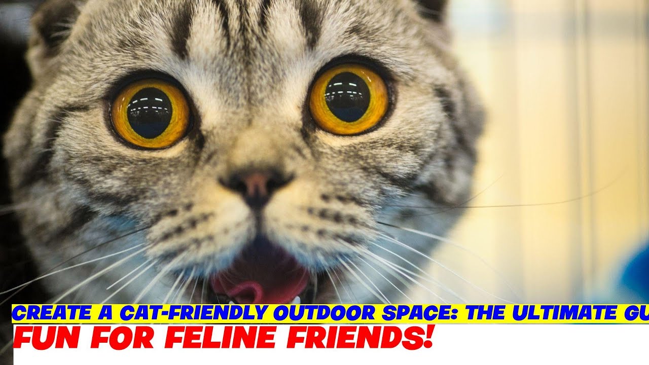 Create a Cat-Friendly Outdoor Space: The Ultimate Guide
