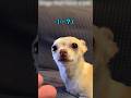 犬に職業を おすすめ