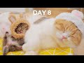 Day 8 - Baby Kitten Wearing a Tiny Hat | Day 1 to Day 100 Kittens Grow Up Vlog