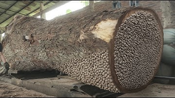 Sawmill Crew Shocked by What’s Inside This Huge Trembesi Tree