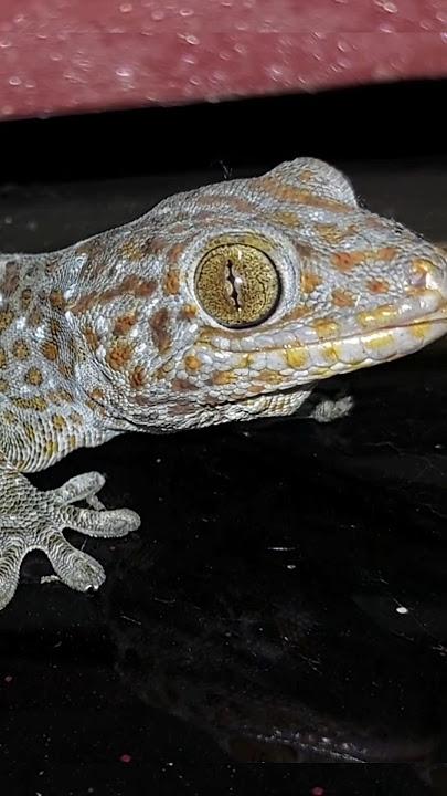 suara tokek 🦎🦎🦎 #tokkhok #shorts