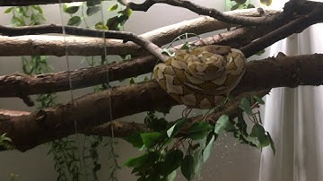 1. Tiny - A super dwarf male reticulated python