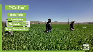 TriCal Flex™: Proven Triticale Performance for the Pacific Northwest
