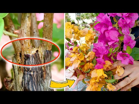 Grafting Multicolored Bougainvillea On One Trunk | Easy Tree Grafting 100% Success