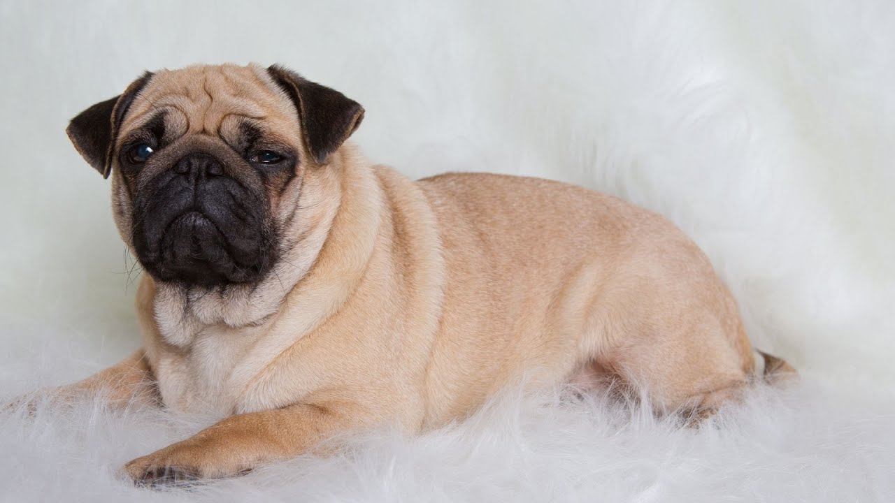 Creating a Cozy Den Crate Training for Pugs