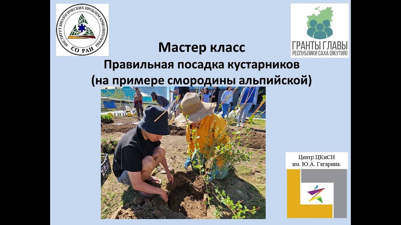 Правильная посадка кустарников (на примере смородины альпийской)