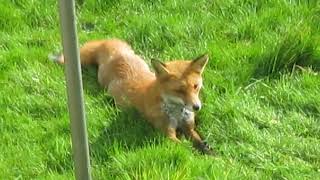 Filming Fox Relaxing Outdoors