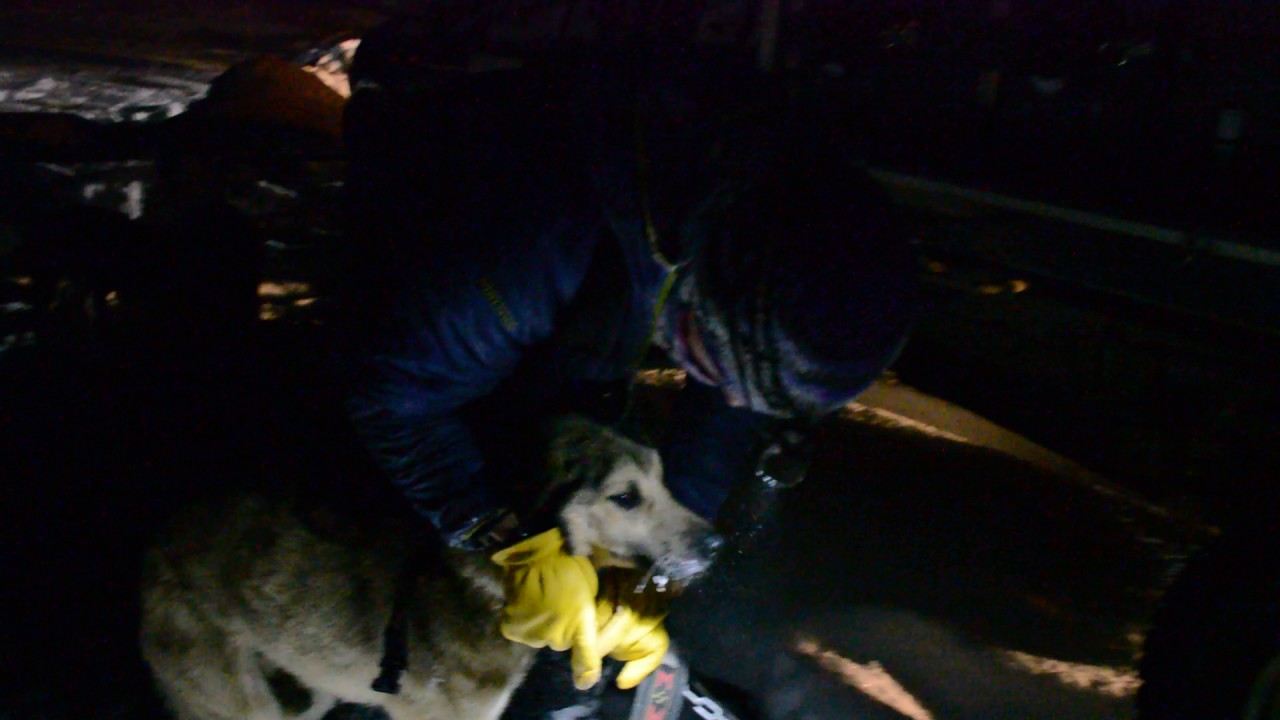 2017 Copper Basin 300 Winner Ryne Olson Ryno Kennel Exclusive Interview Alone in Alaska Adventures.