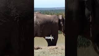 Exploring the Wonders of Wildlife: Elephants