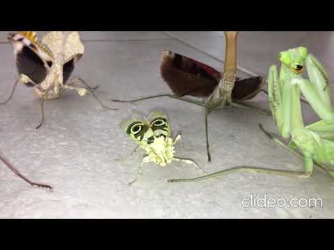 M e n a c i n g Praying mantis squad
