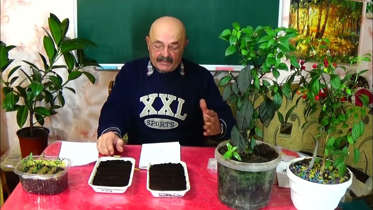 Выращивать комнатный острый перчик - не так уж и просто! А делать это ...