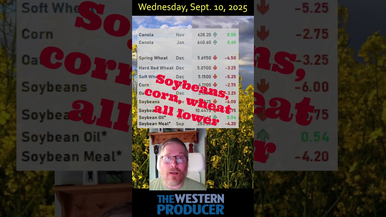 Sept 10, 2025, closing grain and oilseed market update: Canola higher, U.S. markets mostly down